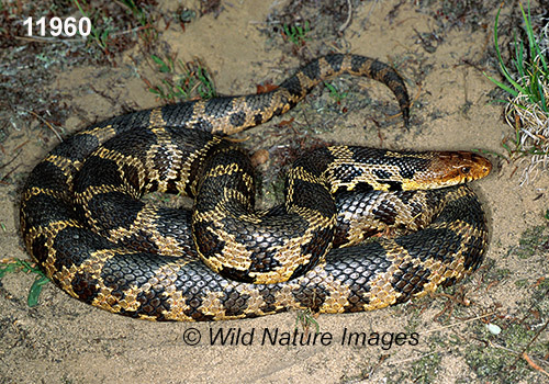 Fox Snake (Elaphe vulpina)